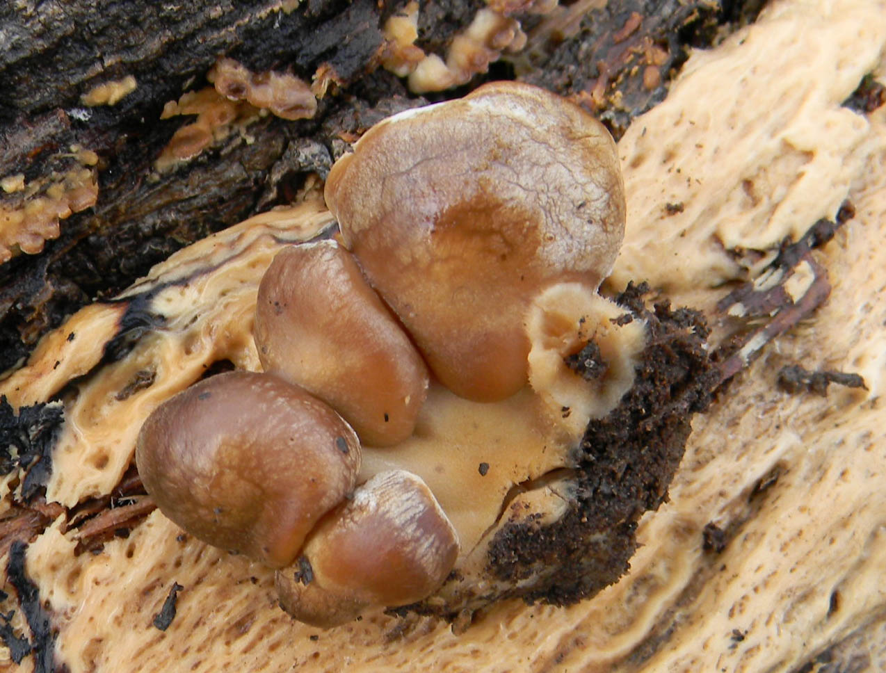 Fotografato il 21.12.2010.